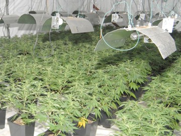 Fondatorul celei mai mari sere cu cannabis din ţară , norocos de sărbători